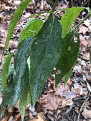 Lithospermum latifolium