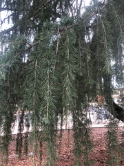 Cedrus deodara