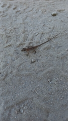 Anolis nebulosus