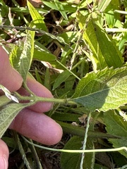 Verbena urticifolia