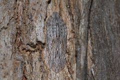 Ledromorpha planirostris