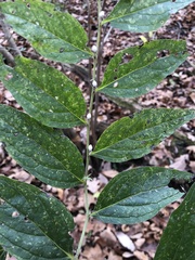 Lithospermum latifolium