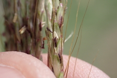 Dichanthium annulatum annulatum