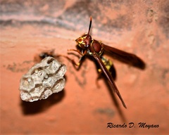 Polistes versicolor