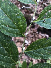 Lithospermum latifolium