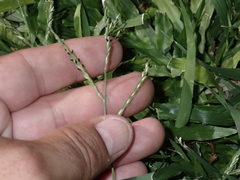 Urochloa glumaris