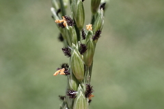 Urochloa glumaris