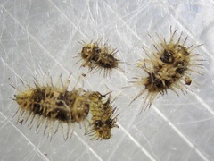 Chilocorus nigritus