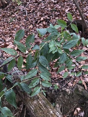 Lithospermum latifolium