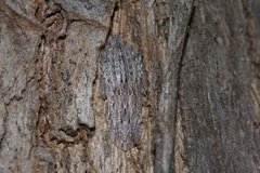 Ledromorpha planirostris