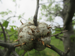 Callirhytis quercuscornigera