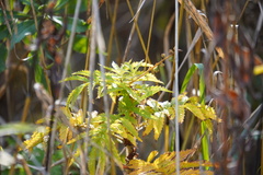 Agrimonia parviflora