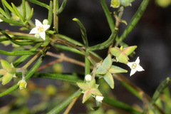 Zieria laxiflora