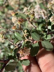 Ceanothus martini