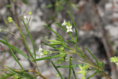 Zieria laxiflora