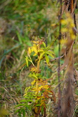 Agrimonia parviflora