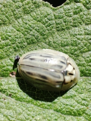 Physonota ovalis
