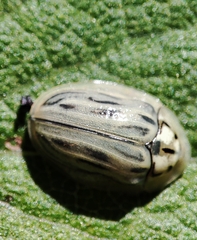 Physonota ovalis