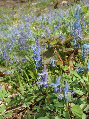 Corydalis ambigua