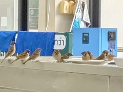 Passer montanus malaccensis