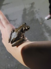 Osteopilus septentrionalis