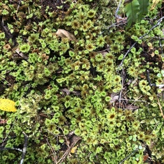 Mniodendron colensoi