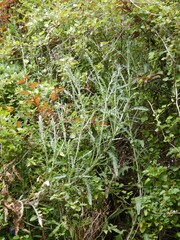 Senecio glomeratus
