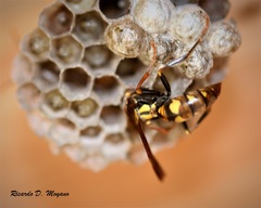 Polistes versicolor