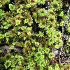 Mniodendron colensoi