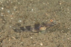 Tomiyamichthys latruncularius