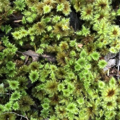 Mniodendron colensoi