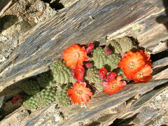 Aylostera pygmaea