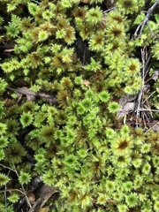 Mniodendron colensoi