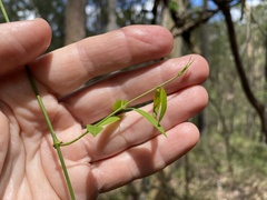 Secamone elliptica