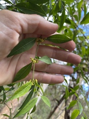 Secamone elliptica
