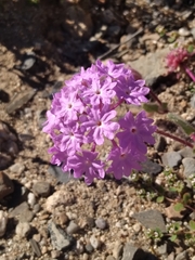 Abronia gracilis