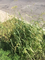 Echinochloa