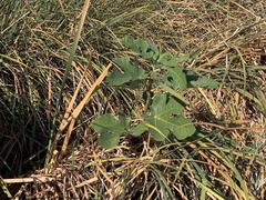Ficus carica