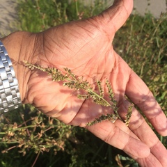 Echinochloa