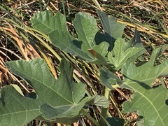 Ficus carica