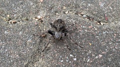 Araneus ventricosus