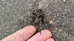 Araneus ventricosus