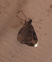 Costaconvexa centrostrigaria