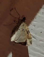 Costaconvexa centrostrigaria