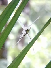Argiope submaronica