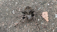Araneus ventricosus