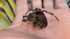 Araneus ventricosus