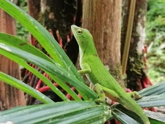 Anolis biporcatus