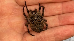 Araneus ventricosus
