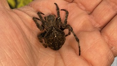 Araneus ventricosus